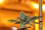 Sergeant Slaughter Regular Seeds - 5