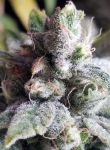 Tangie Cookies Regular Seeds - 12