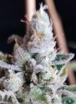 Tangie Cookies Regular Seeds - 12