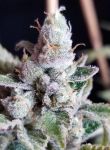 Tangie Cookies Regular Seeds - 12