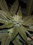 Elixir CBD Regular Seeds - 12