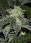 Elixir CBD Regular Seeds - 12