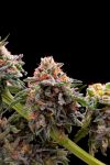 Blackberry Frosting Regular Seeds - 5