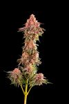 Blackberry Frosting Regular Seeds - 5
