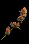 Blackberry Frosting Regular Seeds - 5