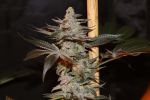 Citron Snacks Regular Seeds - 5