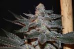 Citron Snacks Regular Seeds - 5