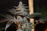 Citron Snacks Regular Seeds - 5