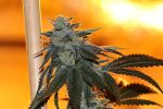 Nerds OG Regular Seeds - 5