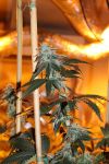Nerds OG Regular Seeds - 5