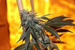 Nerds OG Regular Seeds - 5