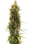 Golden Tiger Thai Dominant 3rd Version Regular Seeds (Limited Edition) - 10
