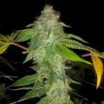 Wedding Cake Auto Feminised Seeds - 5