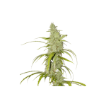 Creeper Auto Feminised Seeds - 8