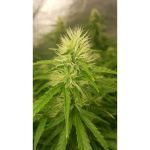 Creeper Auto Feminised Seeds - 8