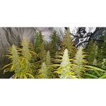 Creeper Auto Feminised Seeds - 8