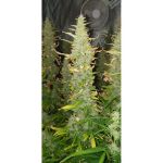 Creeper Auto Feminised Seeds - 8
