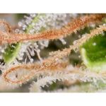 Creeper Auto Feminised Seeds - 8