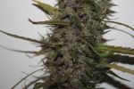 Green Crack Auto Feminizowany Nasiona Bulk x 100