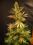 Holy Smoke Regular Seeds - 18