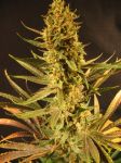 Holy Smoke Regular Seeds - 18