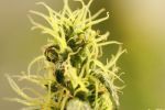 Holy Smoke Regular Seeds - 18