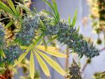 Holy Smoke Regular Seeds - 18