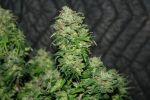 Remedy Regular Seeds - 18