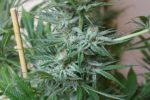 Widow AC (WACO) Regular Seeds - 18