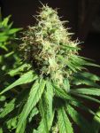 Ghandi CBD Feminised Seeds - 5