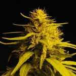 Amnesia Haze Auto Feminised Seeds - 5