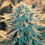 B-52 Feminised Seeds - 5