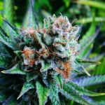 Blue Dream Feminizowane Nasiona - 5