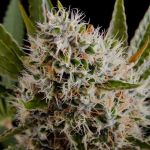 Lithium OG Kush Régulier Graines - 10