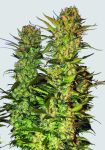 Lithium OG Kush Régulier Graines - 10