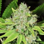 Original Glue Feminized Seeds - 5