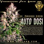 Dosi Auto Feminised Seeds - 5