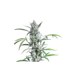 Fat Pete's Cookies Auto Feminised Seeds - 8