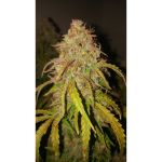 Fat Pete's Cookies Auto Feminised Seeds - 8