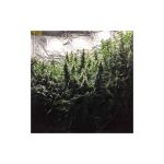 Fat Pete's Cookies Auto Feminised Seeds - 8