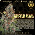 Tropical Punch Feminised Seeds - 5
