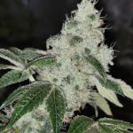 Sowah Sherbert Feminised Seeds - 5