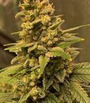 Gorilla Glue #4 RAPIDE Féminisée Semences - BULK x 100