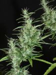Kullu Valley Regular Seeds - 12