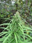Kullu Valley Regular Seeds - 12