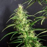 Kullu Valley Regular Seeds - 12