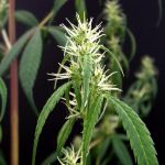 Rasol Village Regular Seeds - 12