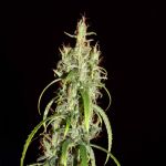 Chebarkul Siberian Ruderalis CBD Auto Regular Seeds - 12