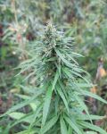 Chebarkul Siberian Ruderalis CBD Auto Regular Seeds - 12