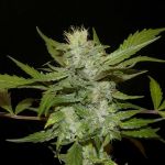Sheberghan Hashplant Regular Seeds - 12